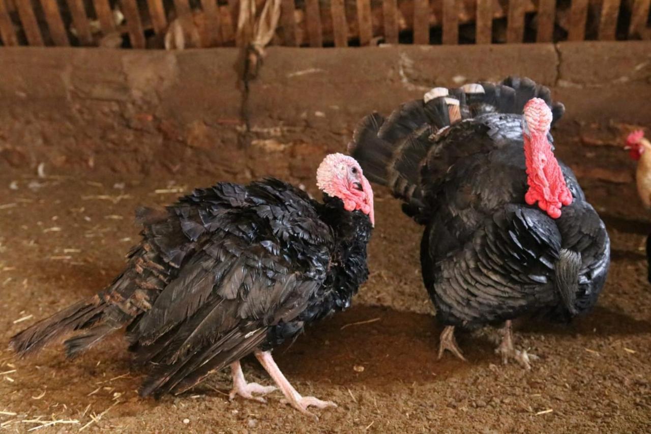 Casa Rural Amador Villarroya de los Pinares Εξωτερικό φωτογραφία